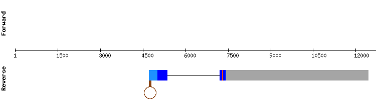 gene structure