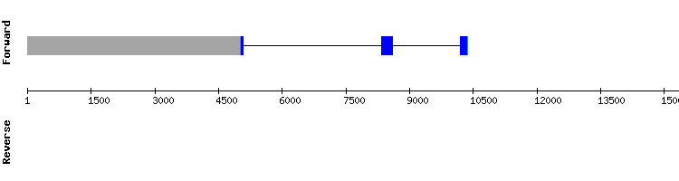 gene structure