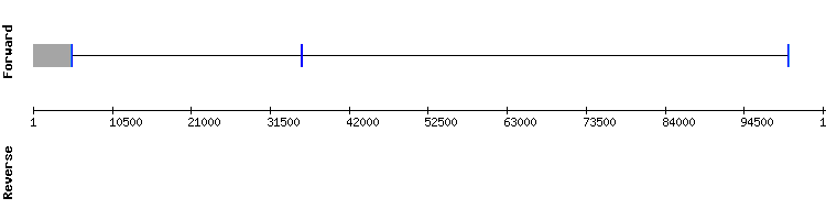 gene structure