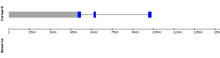 gene structure