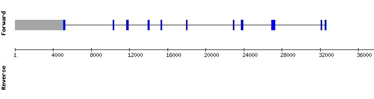 gene structure