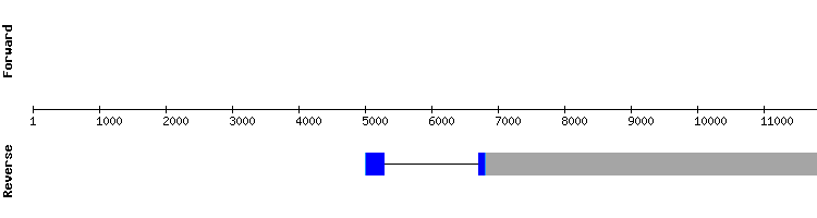 gene structure