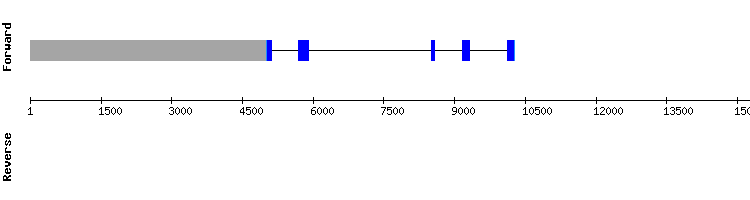 gene structure