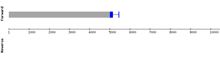 gene structure