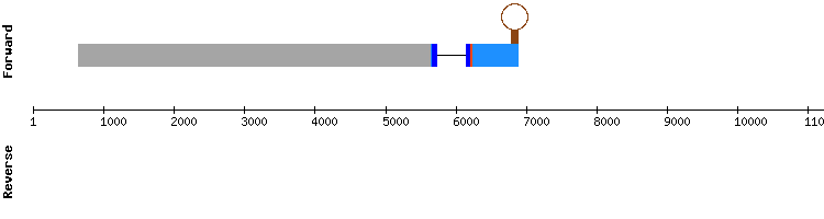 gene structure