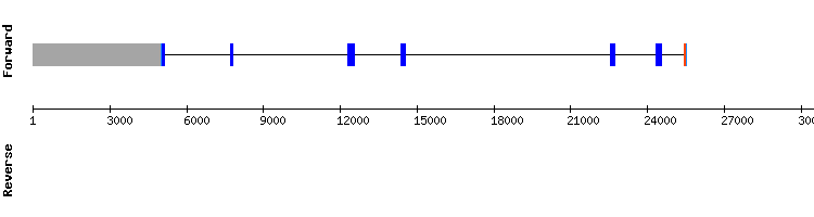 gene structure