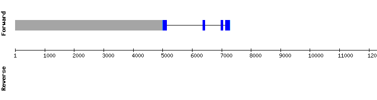 gene structure