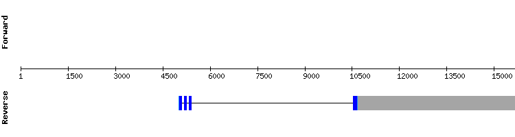 gene structure