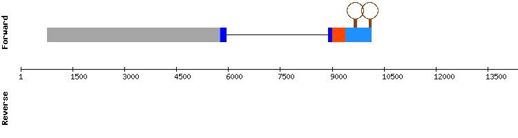gene structure