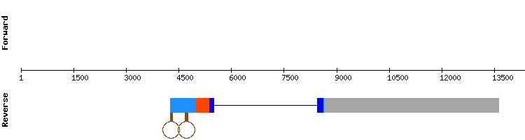 gene structure