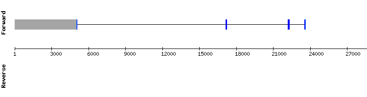 gene structure