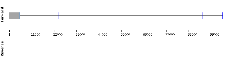 gene structure