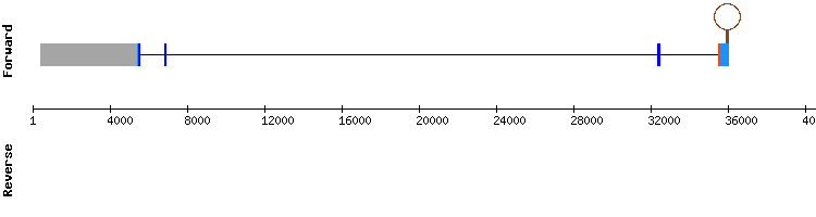 gene structure