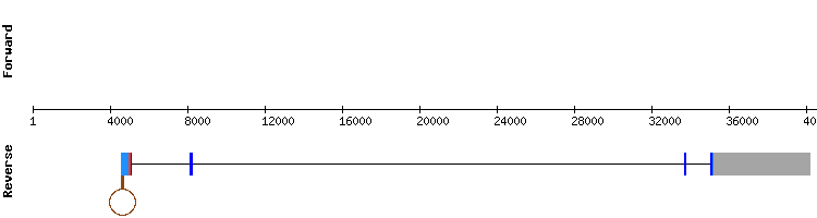 gene structure