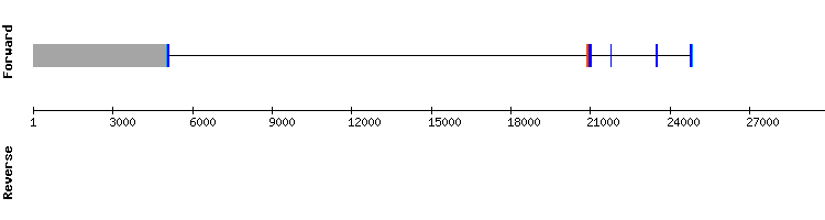 gene structure