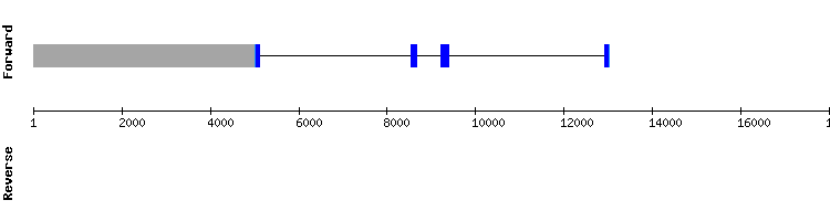 gene structure