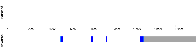 gene structure
