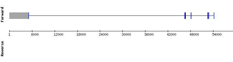 gene structure