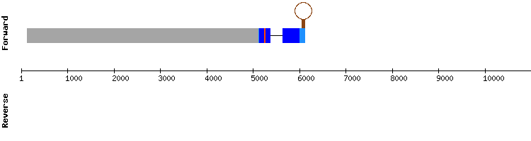gene structure