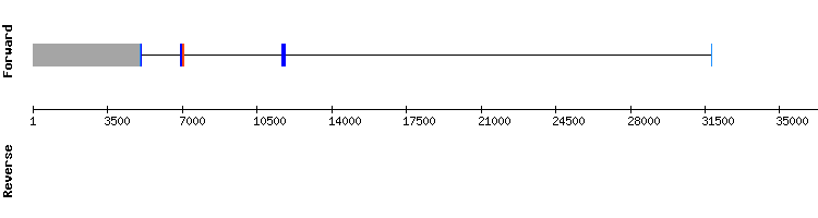 gene structure