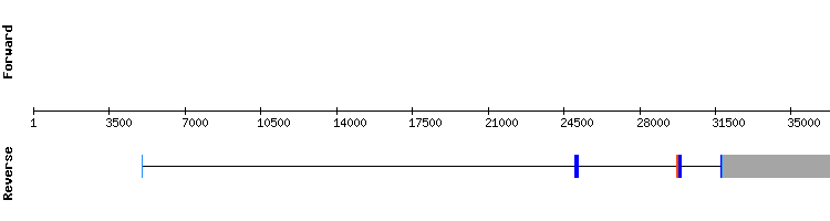 gene structure