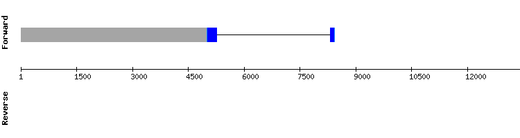 gene structure