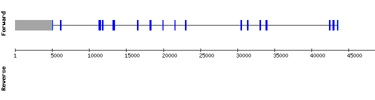 gene structure