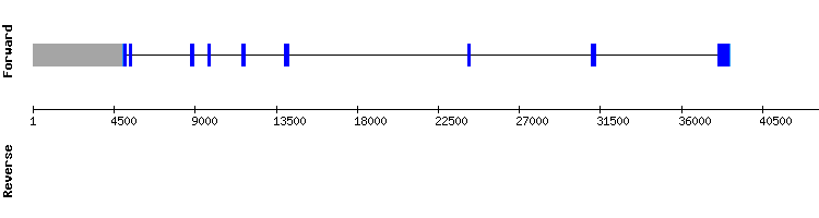 gene structure
