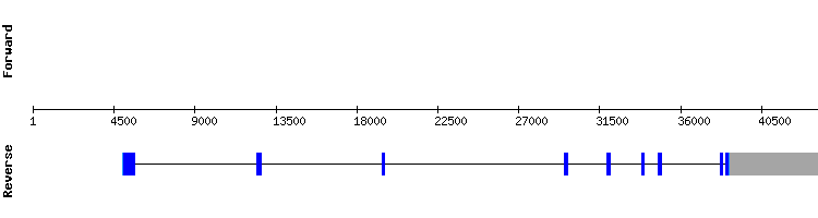 gene structure