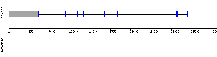 gene structure