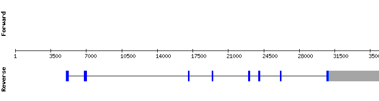 gene structure