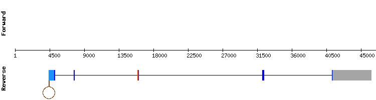 gene structure