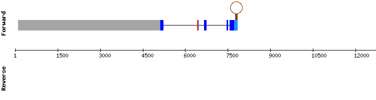 gene structure