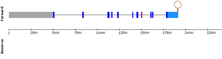 gene structure