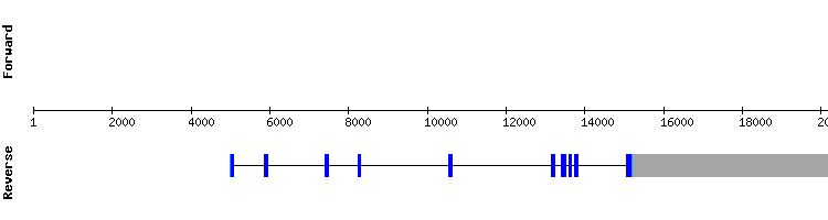 gene structure