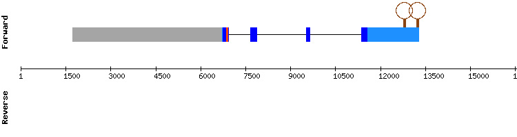 gene structure