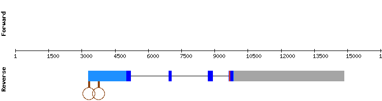 gene structure