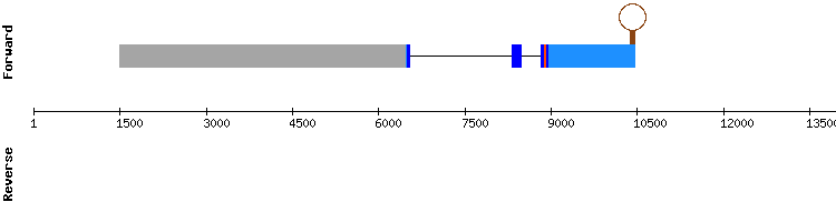 gene structure
