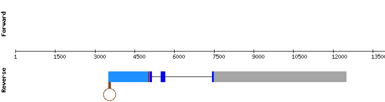 gene structure