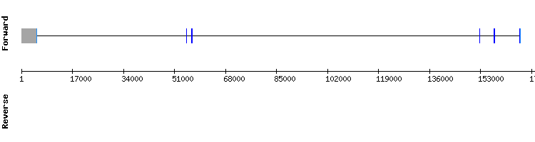 gene structure