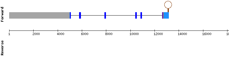 gene structure
