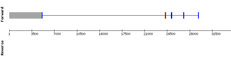 gene structure