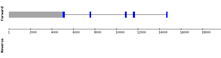 gene structure