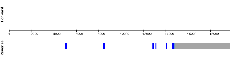 gene structure