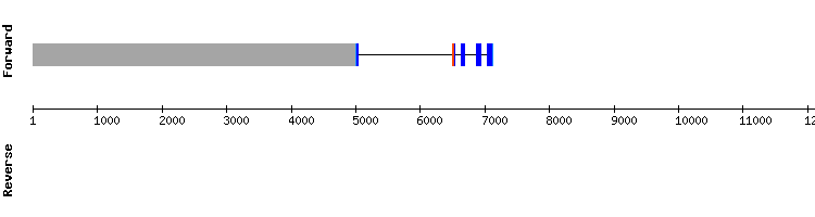 gene structure