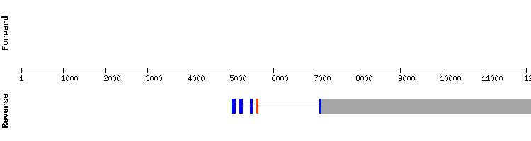 gene structure
