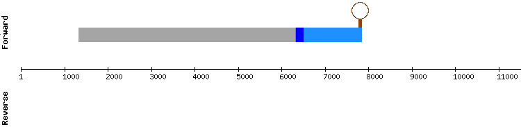 gene structure