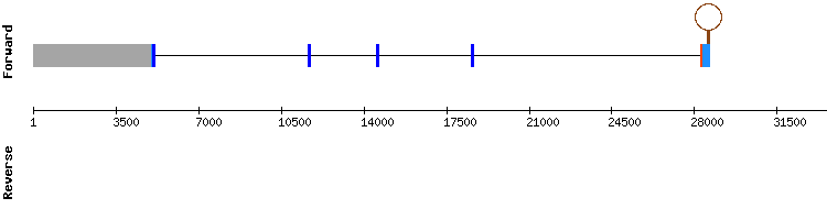 gene structure