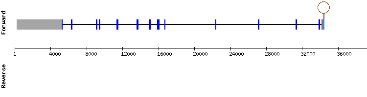 gene structure