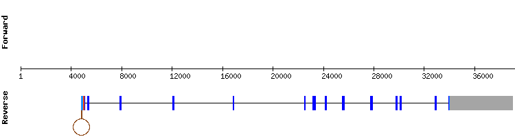 gene structure